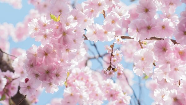 九州大学合格者に聞く!先輩たちのリアルQ&A 12選:その2